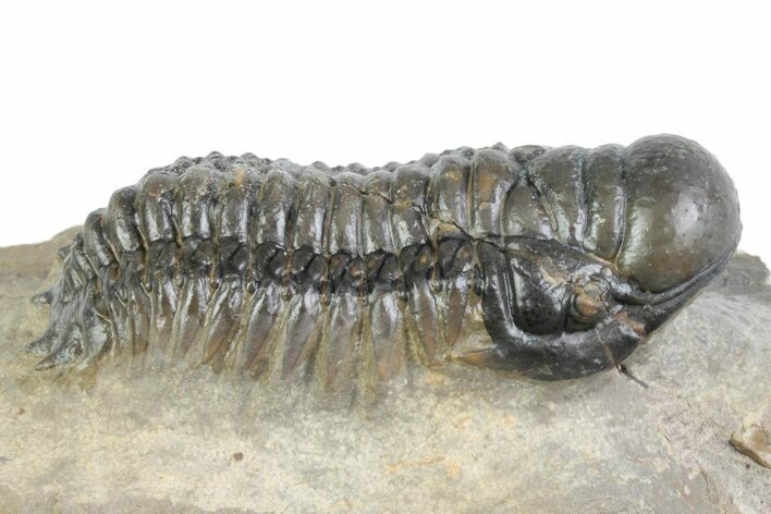 Detailed Crotalocephalina Trilobite Fossil - Atchana, Morocco #383415